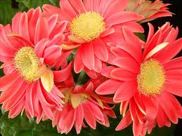 Bản tin đầu tư tài chính và thuế kỳ 30/11/2018